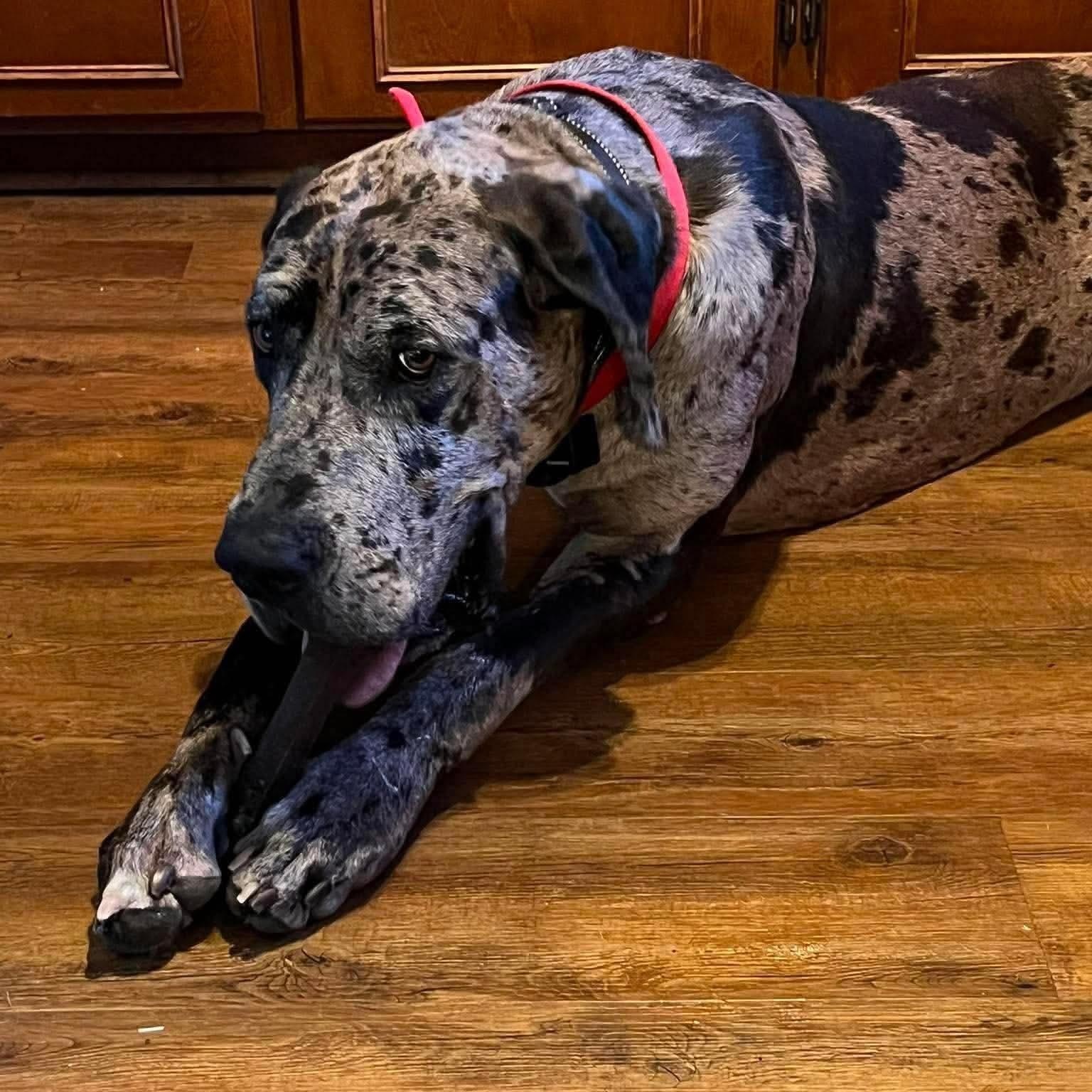 Enlarge Thor, a Adopted Great Dane in Lumberton, NC image 4/4