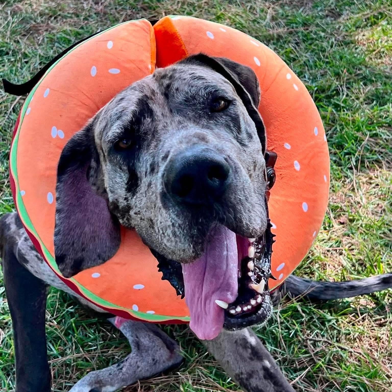 Enlarge Thor, a Adopted Great Dane in Lumberton, NC image 2/4