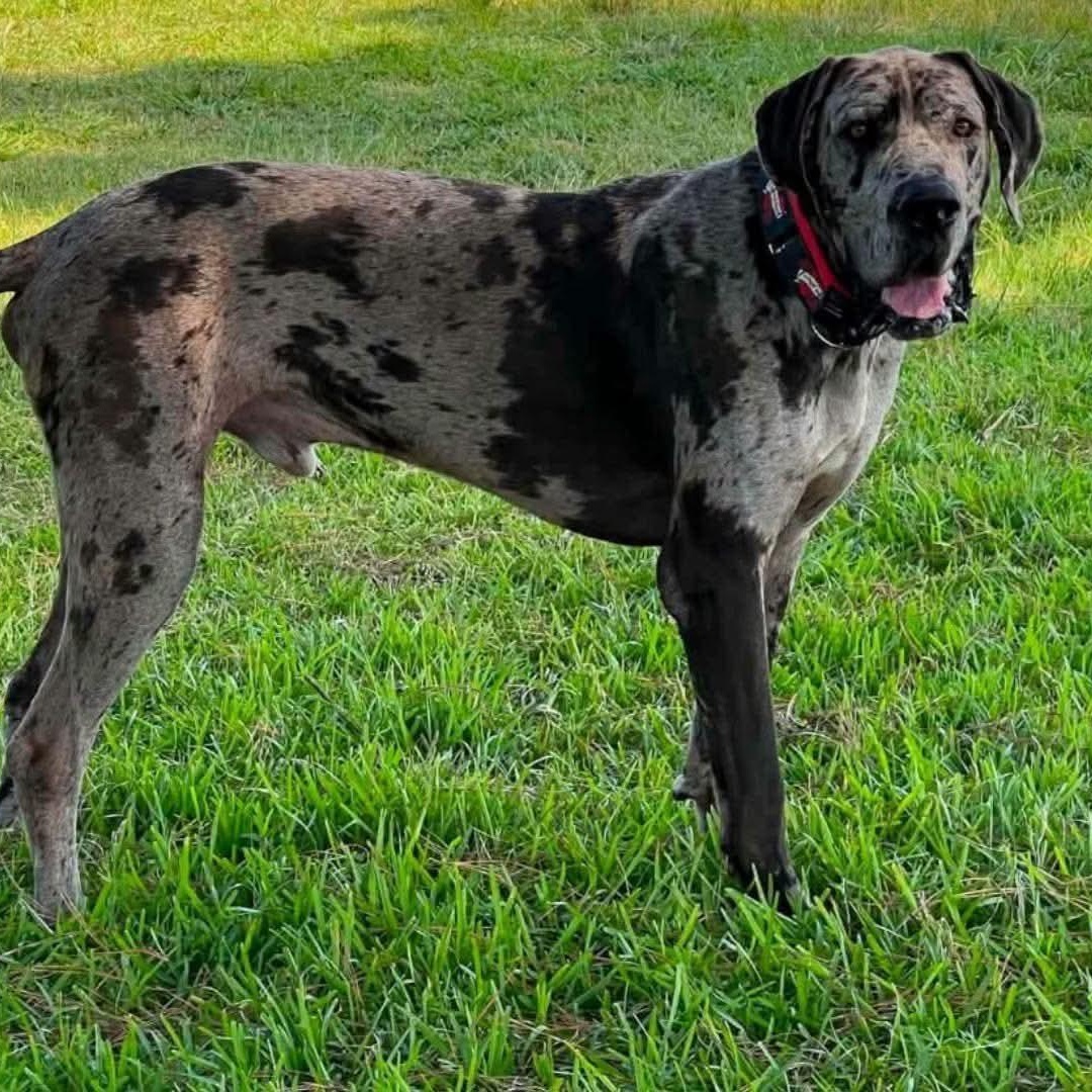 Thor, Adopted, Young Male Great Dane.