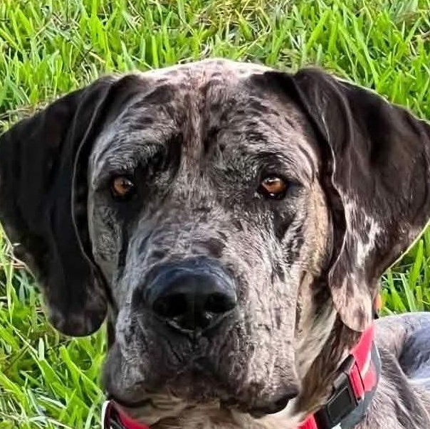 Enlarge Thor, a Adopted Great Dane in Lumberton, NC image 3/4