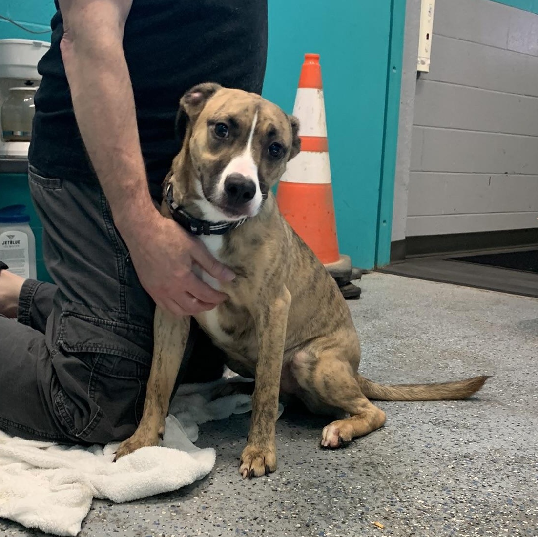 Enlarge GRACE KELLY (Rescues welcome)), a ADOPTABLE Terrier in Wyandotte, MI image 5/6