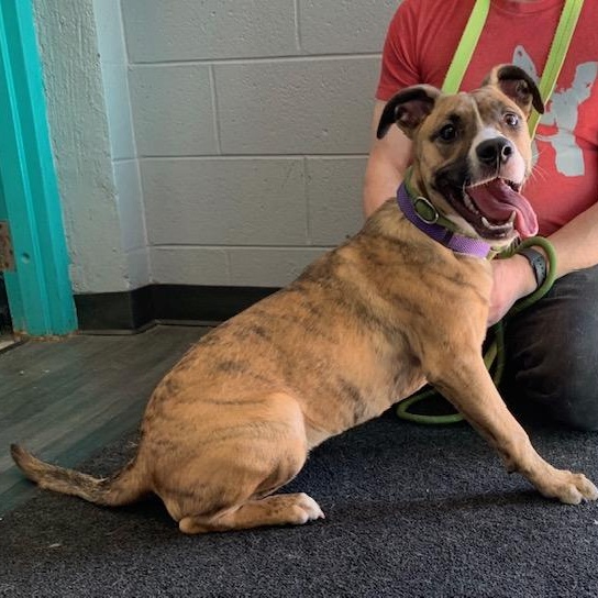 Enlarge GRACE KELLY (Rescues welcome)), a ADOPTABLE Terrier in Wyandotte, MI image 4/6