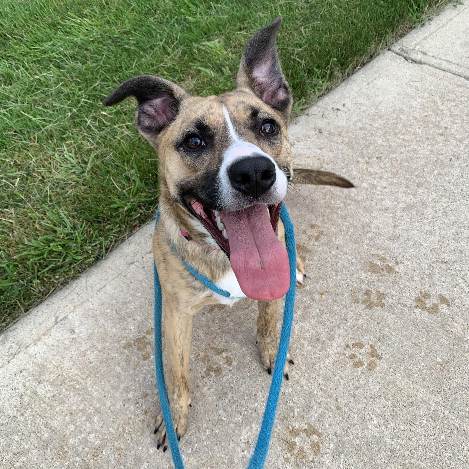 Enlarge GRACE KELLY (Rescues welcome)), a ADOPTABLE Terrier in Wyandotte, MI image 3/6