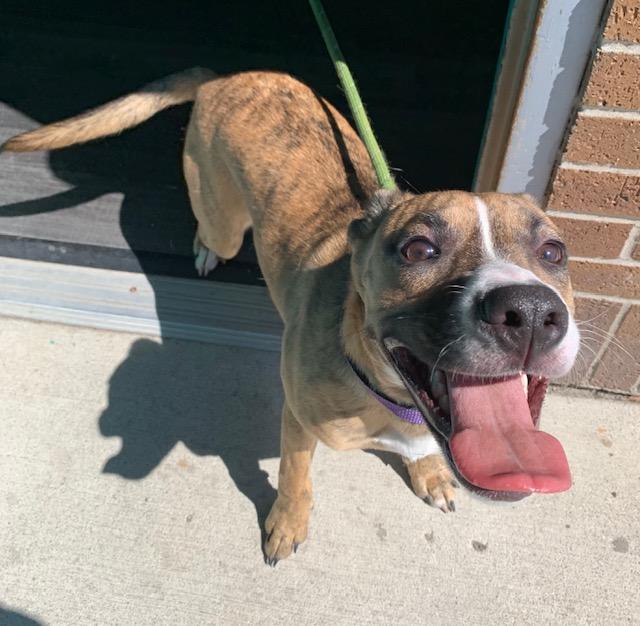 Enlarge GRACE KELLY (Rescues welcome)), a ADOPTABLE Terrier in Wyandotte, MI image 6/6