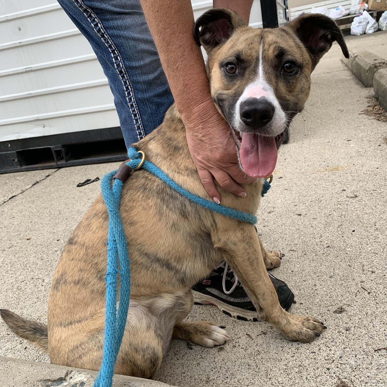 Enlarge GRACE KELLY (Rescues welcome)), a ADOPTABLE Terrier in Wyandotte, MI image 2/6