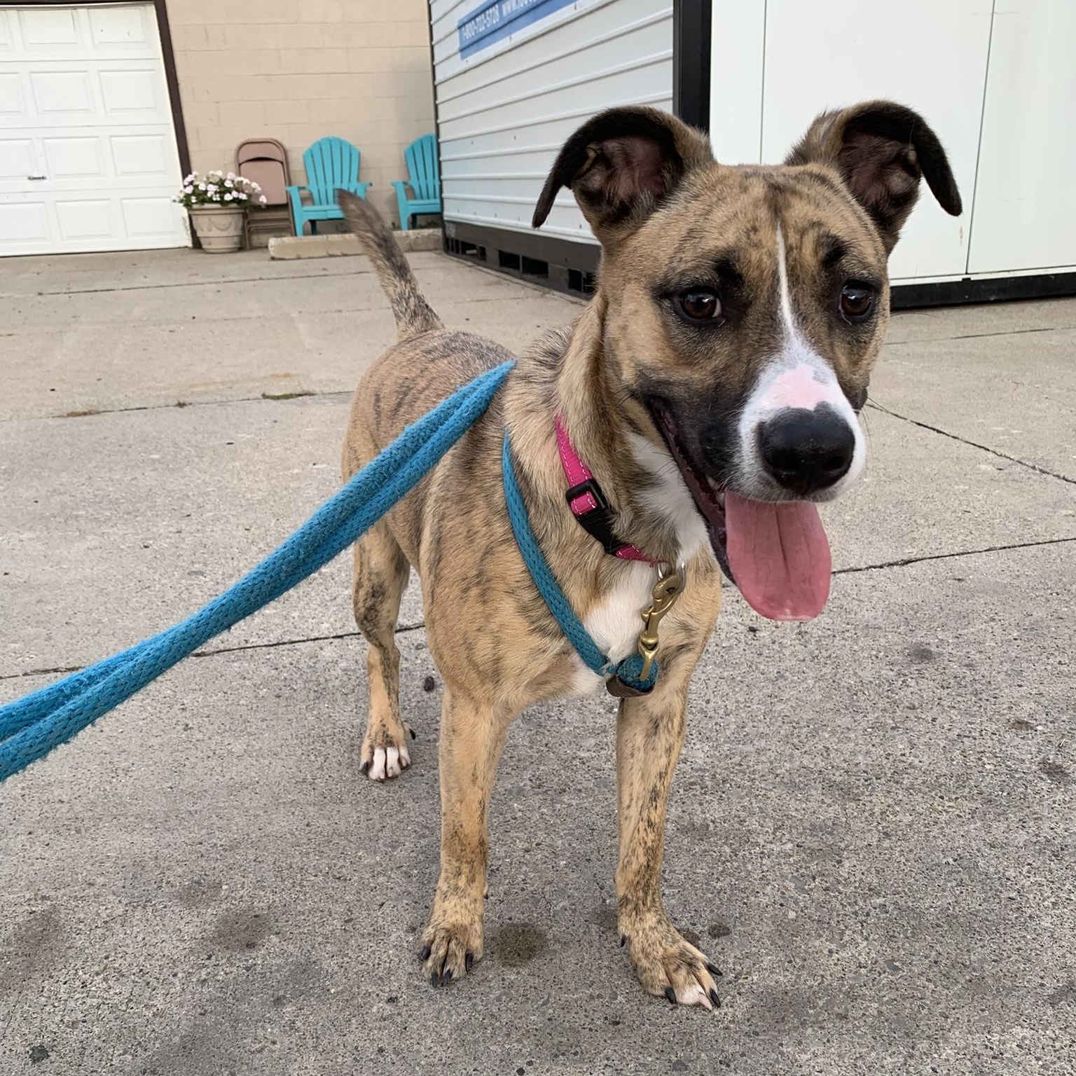 GRACE KELLY (Rescues welcome)), ADOPTABLE, Young Female Terrier.