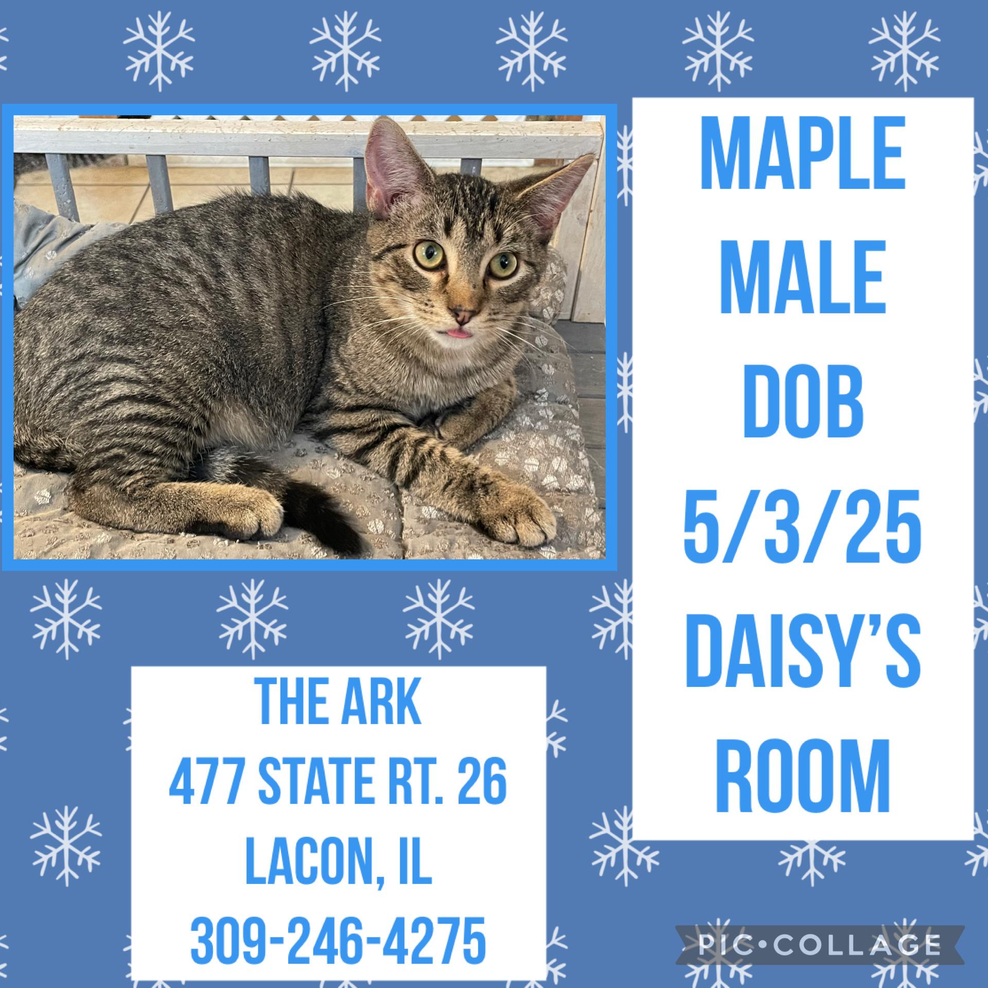 Enlarge Maple, a Adoptable mixed breed in Lacon, IL image 1/1
