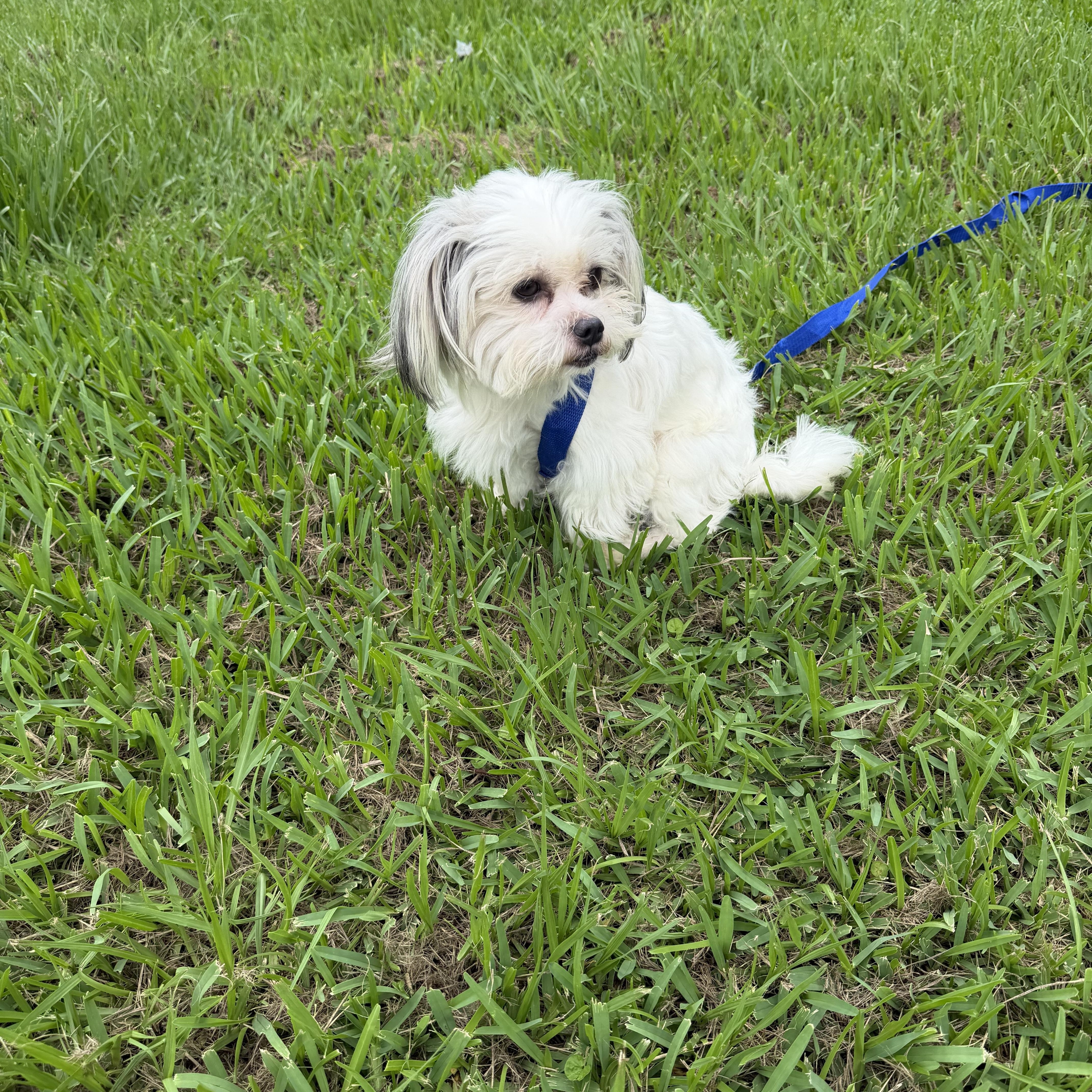 Mochi, a ADOPTABLE mixed breed in Westerly, RI image 1/4