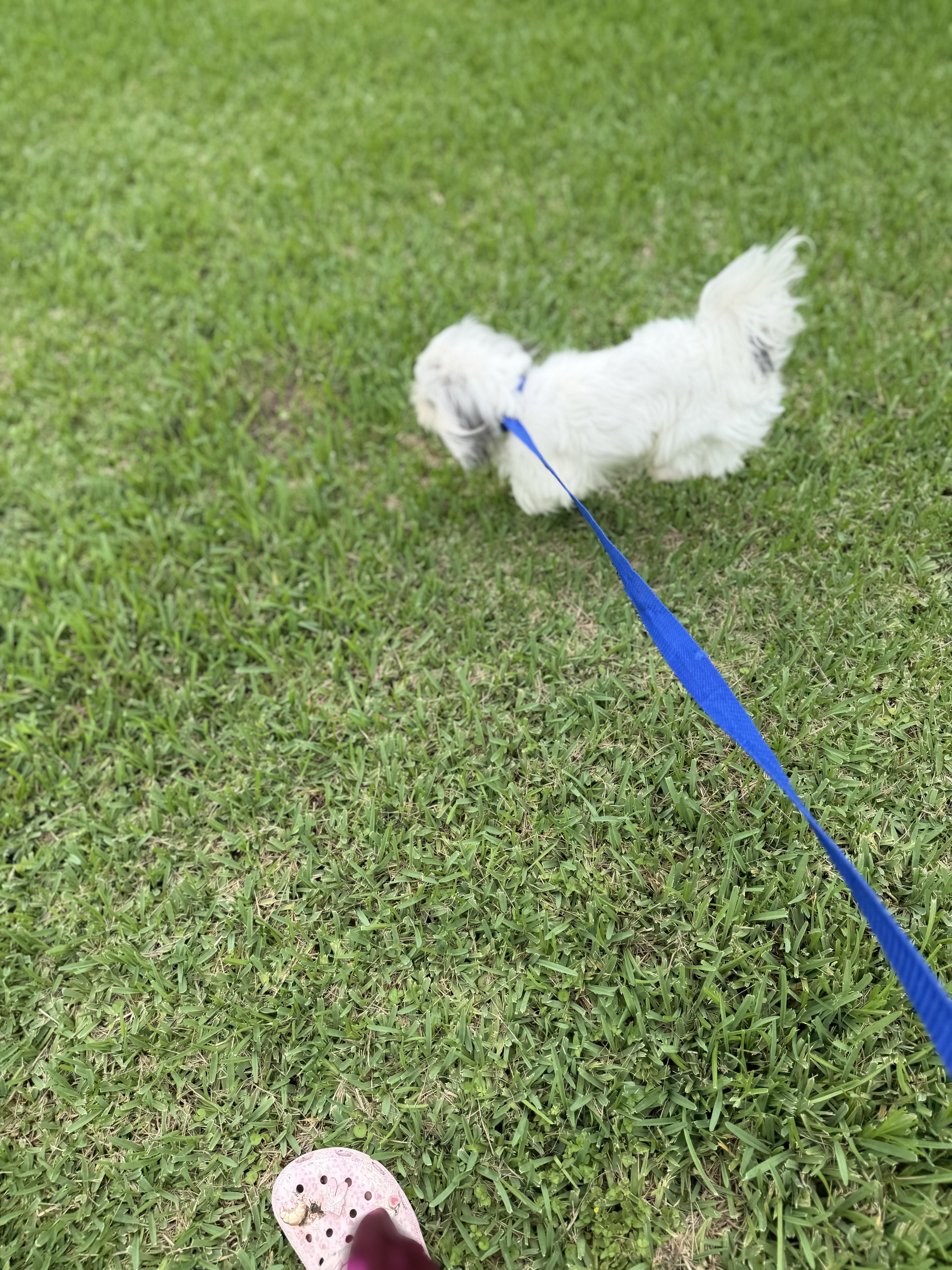 Mochi, a ADOPTABLE mixed breed in Westerly, RI image 2/4