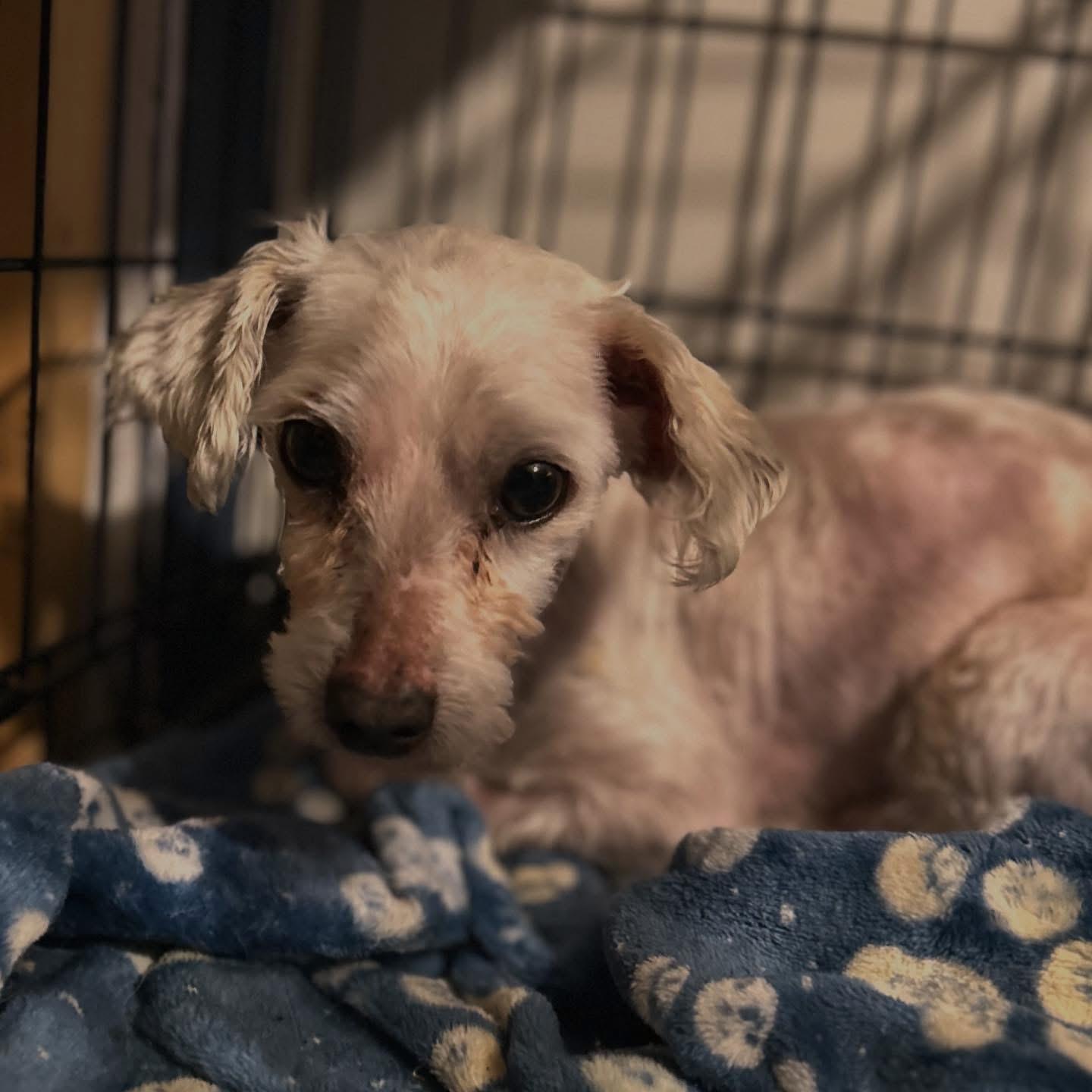 Oswald, adopted, Senior Male Maltese.