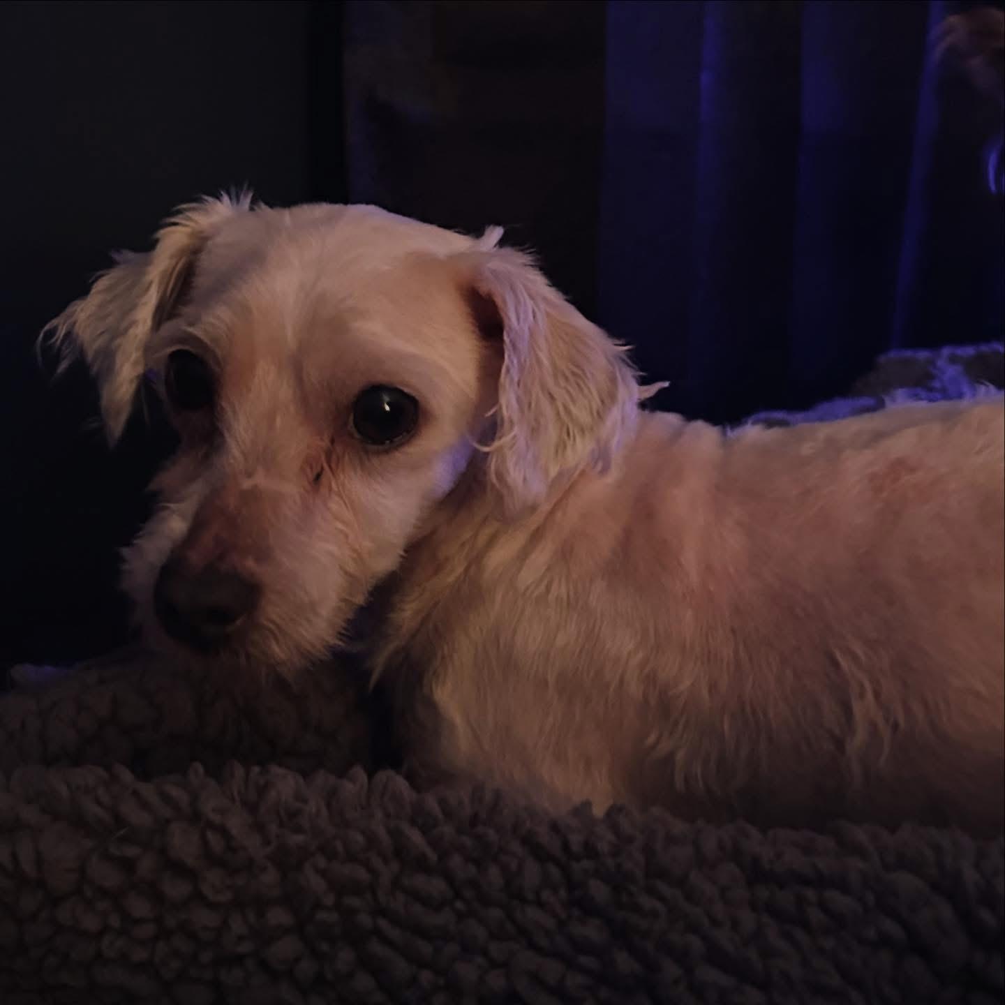 Oswald, an adopted Maltese in West Falls, NY image 2/2