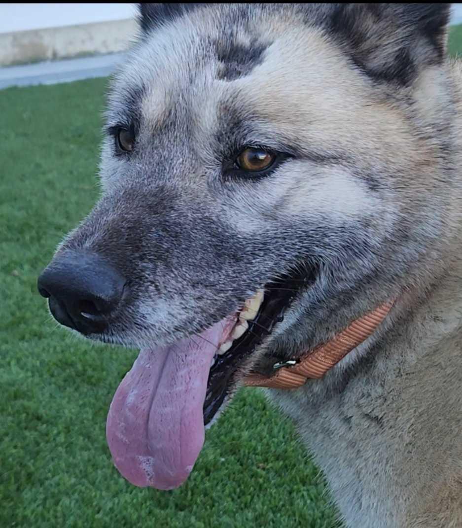 Ellen, a ADOPTABLE mixed breed in Queenstown, MD image 4/6