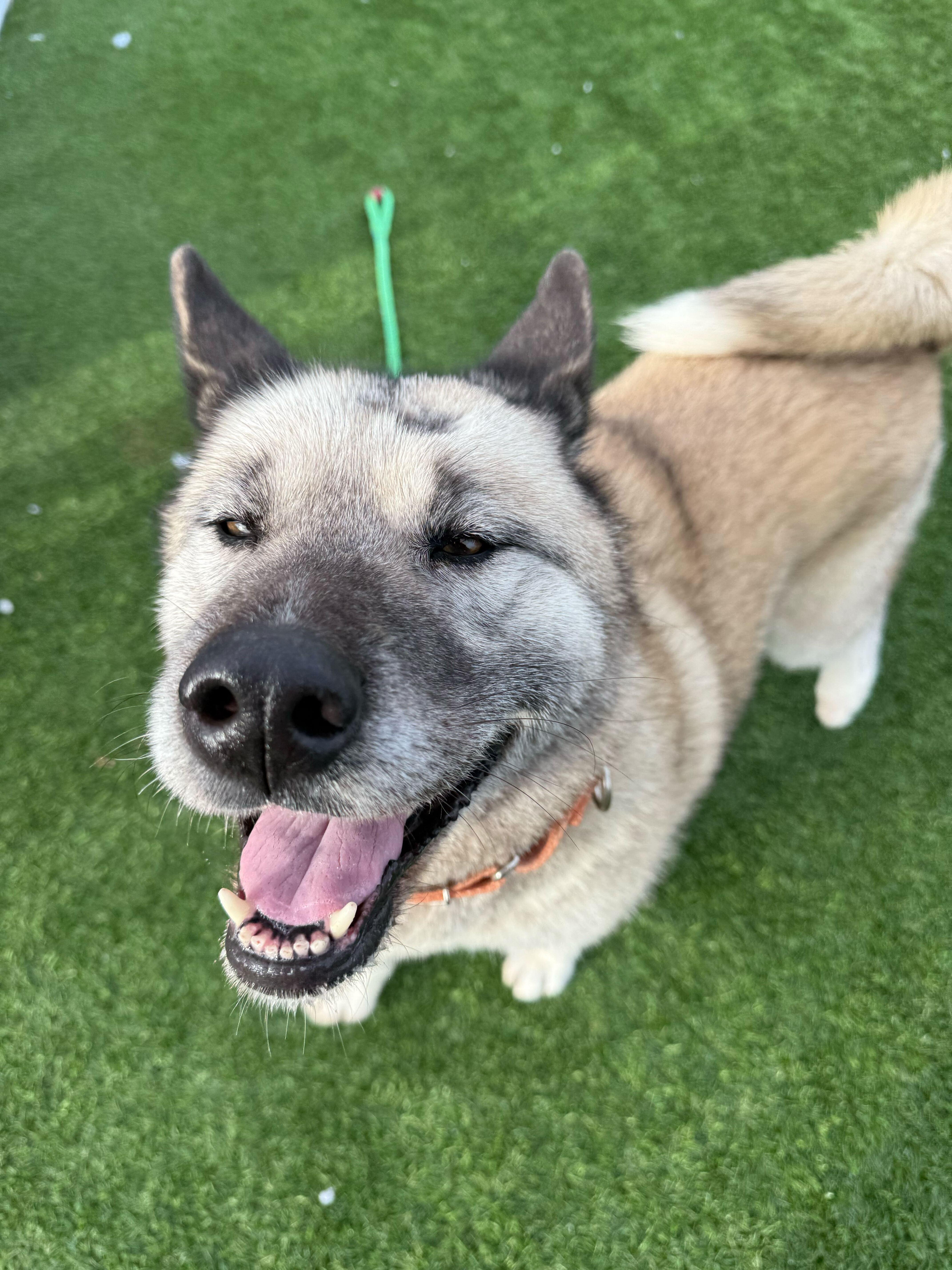 Ellen, a ADOPTABLE mixed breed in Queenstown, MD image 1/6