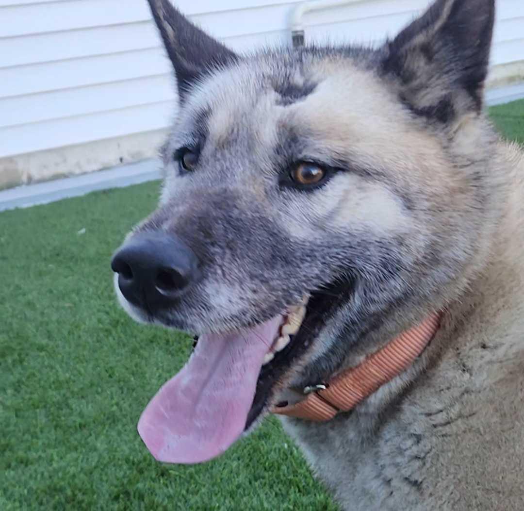 Ellen, a ADOPTABLE mixed breed in Queenstown, MD image 6/6