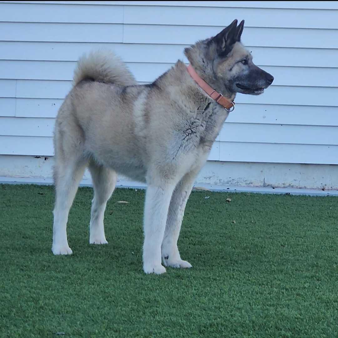 Ellen, a ADOPTABLE mixed breed in Queenstown, MD image 2/6