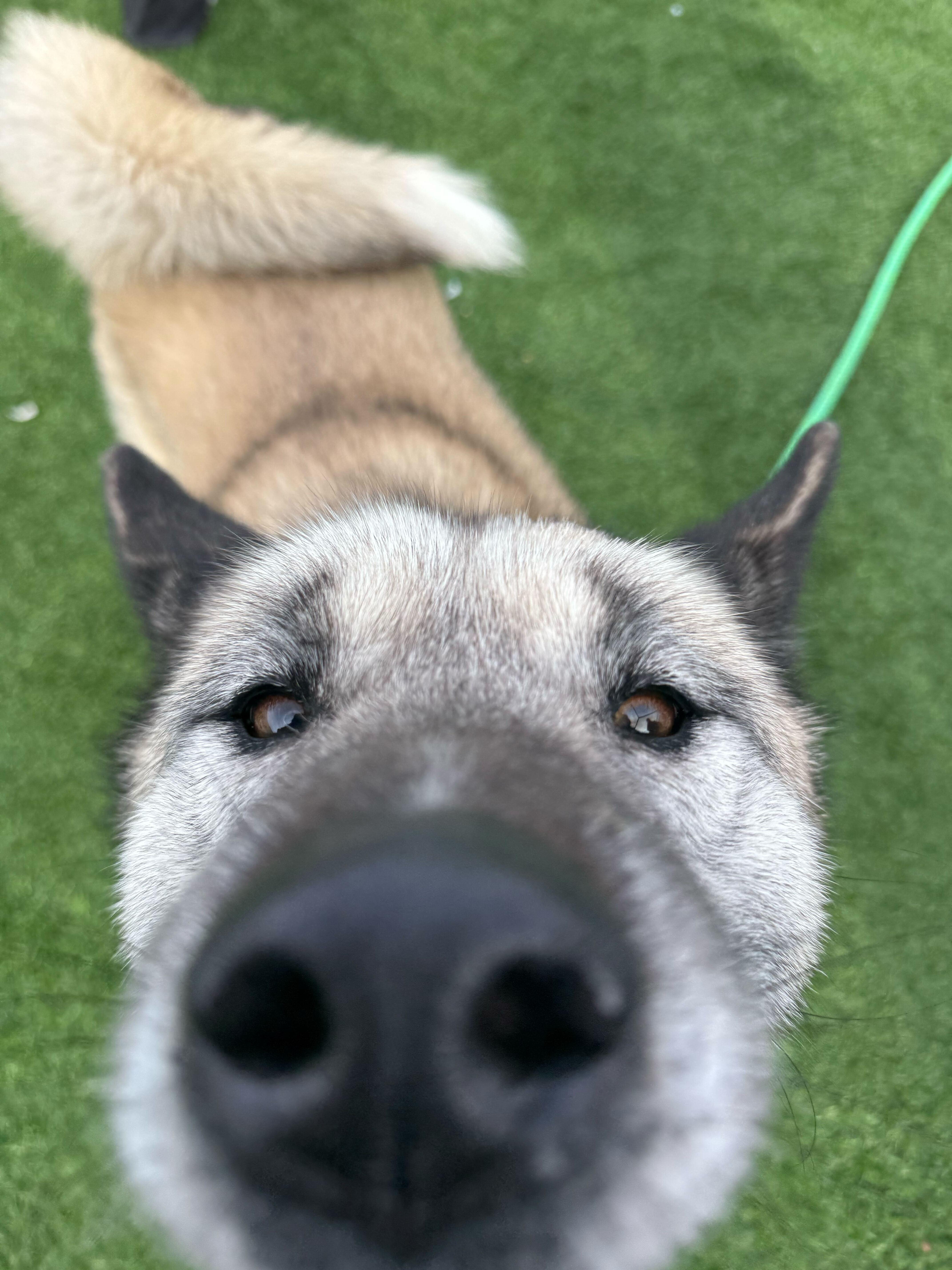 Ellen, a ADOPTABLE mixed breed in Queenstown, MD image 5/6