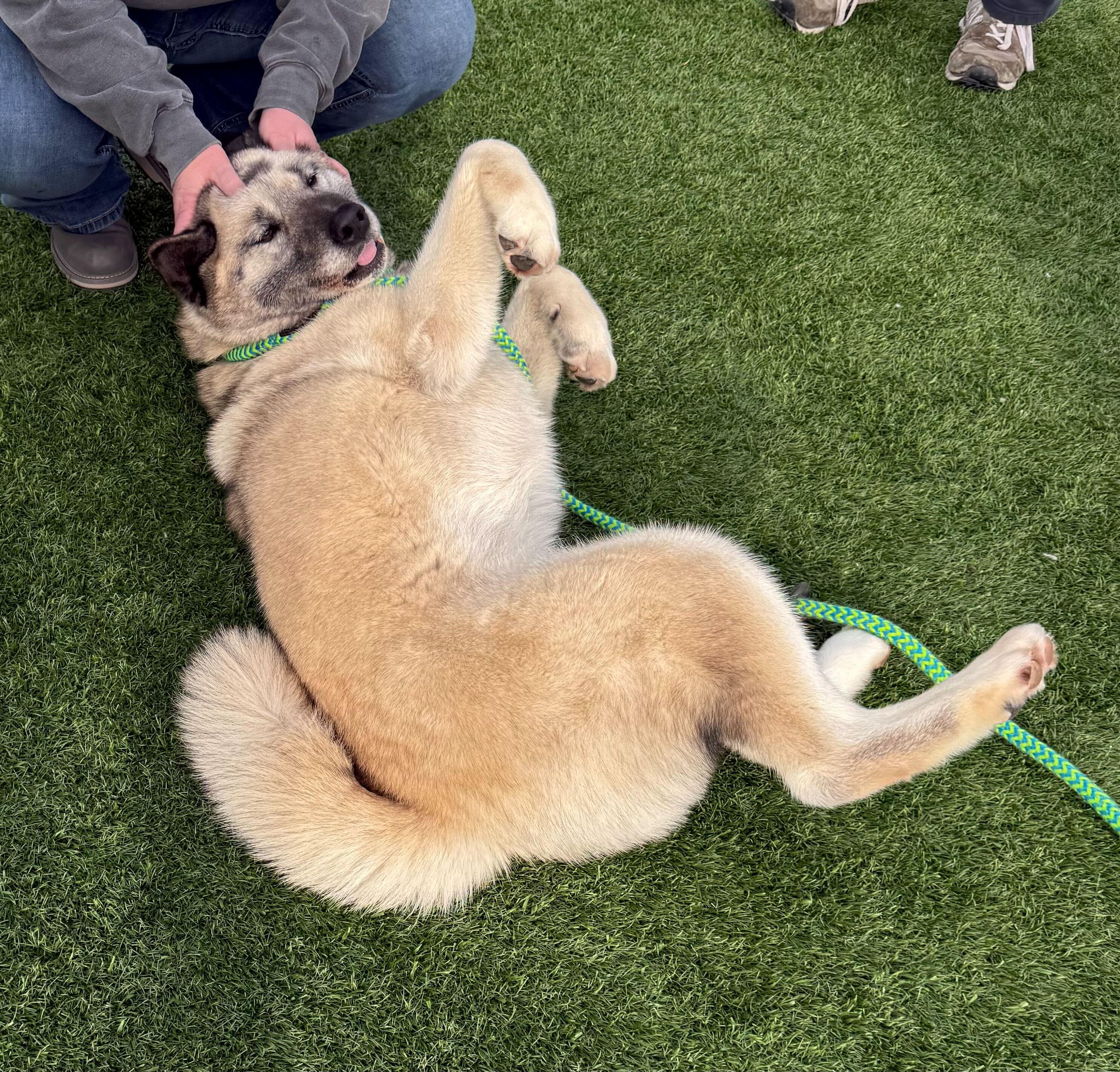 Ellen, a ADOPTABLE mixed breed in Queenstown, MD image 3/6