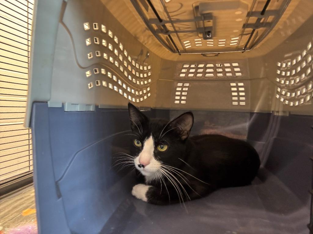 Bulma, Adoptable, Young Female Domestic Short Hair.