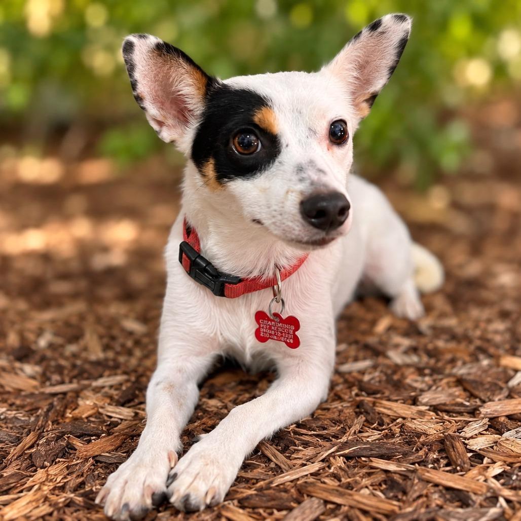 Enlarge Amelia, a Adopted mixed breed in Boerne, TX image 1/6