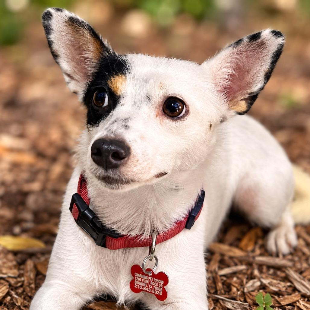 Enlarge Amelia, a Adopted mixed breed in Boerne, TX image 2/6