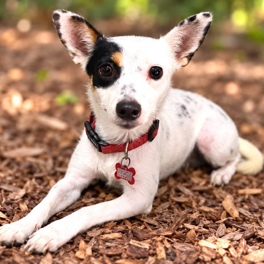 Enlarge Amelia, a Adopted mixed breed in Boerne, TX image 3/6