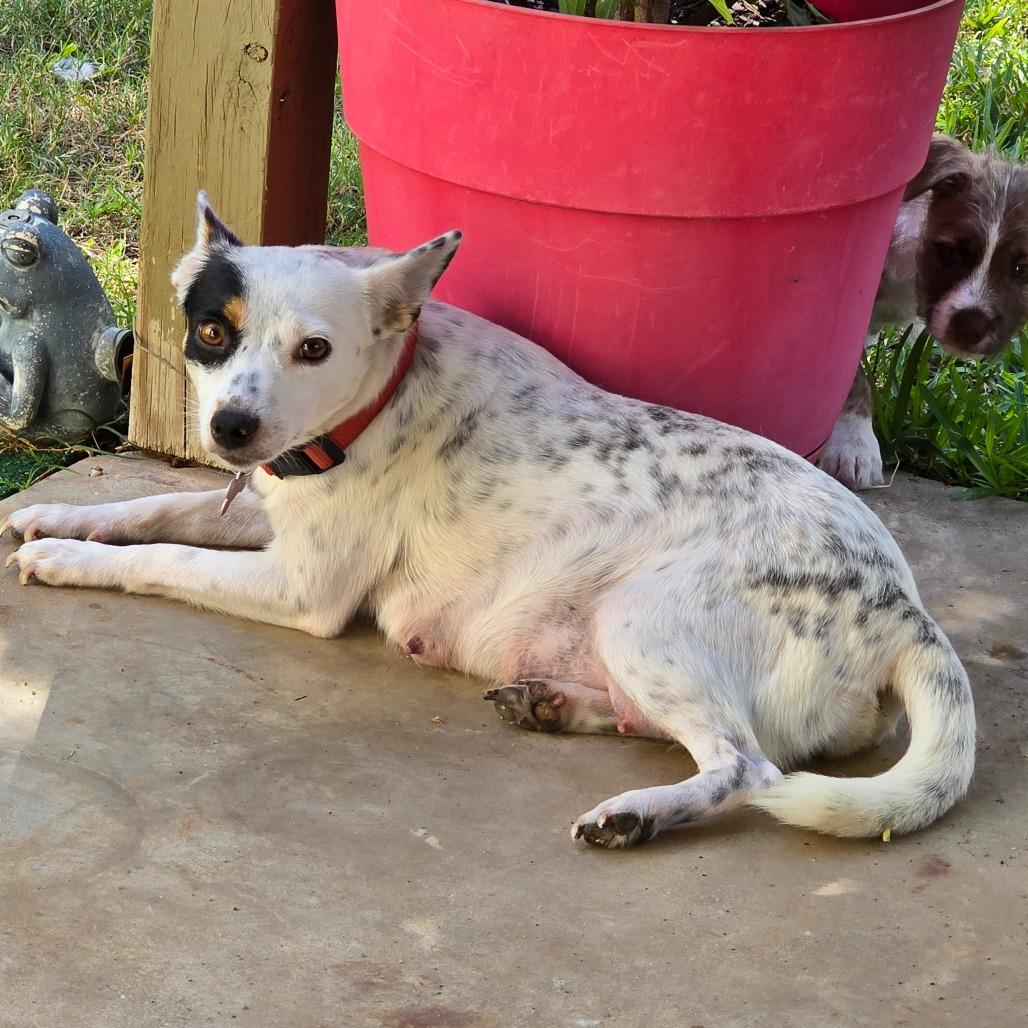 Enlarge Amelia, a Adopted mixed breed in Boerne, TX image 4/6