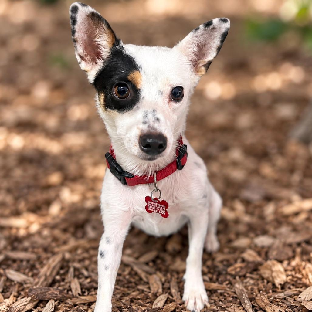 Enlarge Amelia, a Adopted mixed breed in Boerne, TX image 6/6