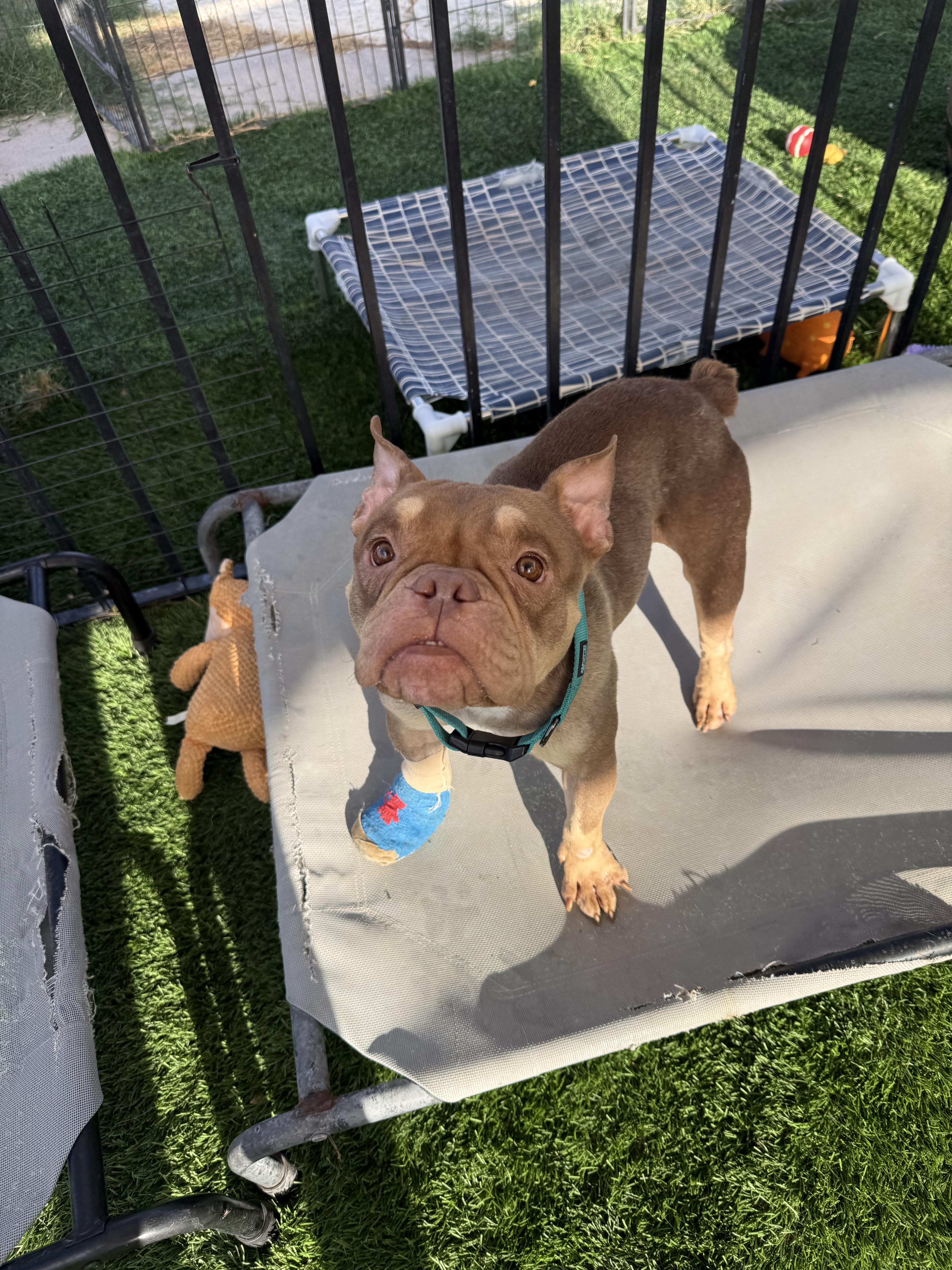 Enlarge Pippa, a Adoptable mixed breed in Mesa, AZ image 2/5