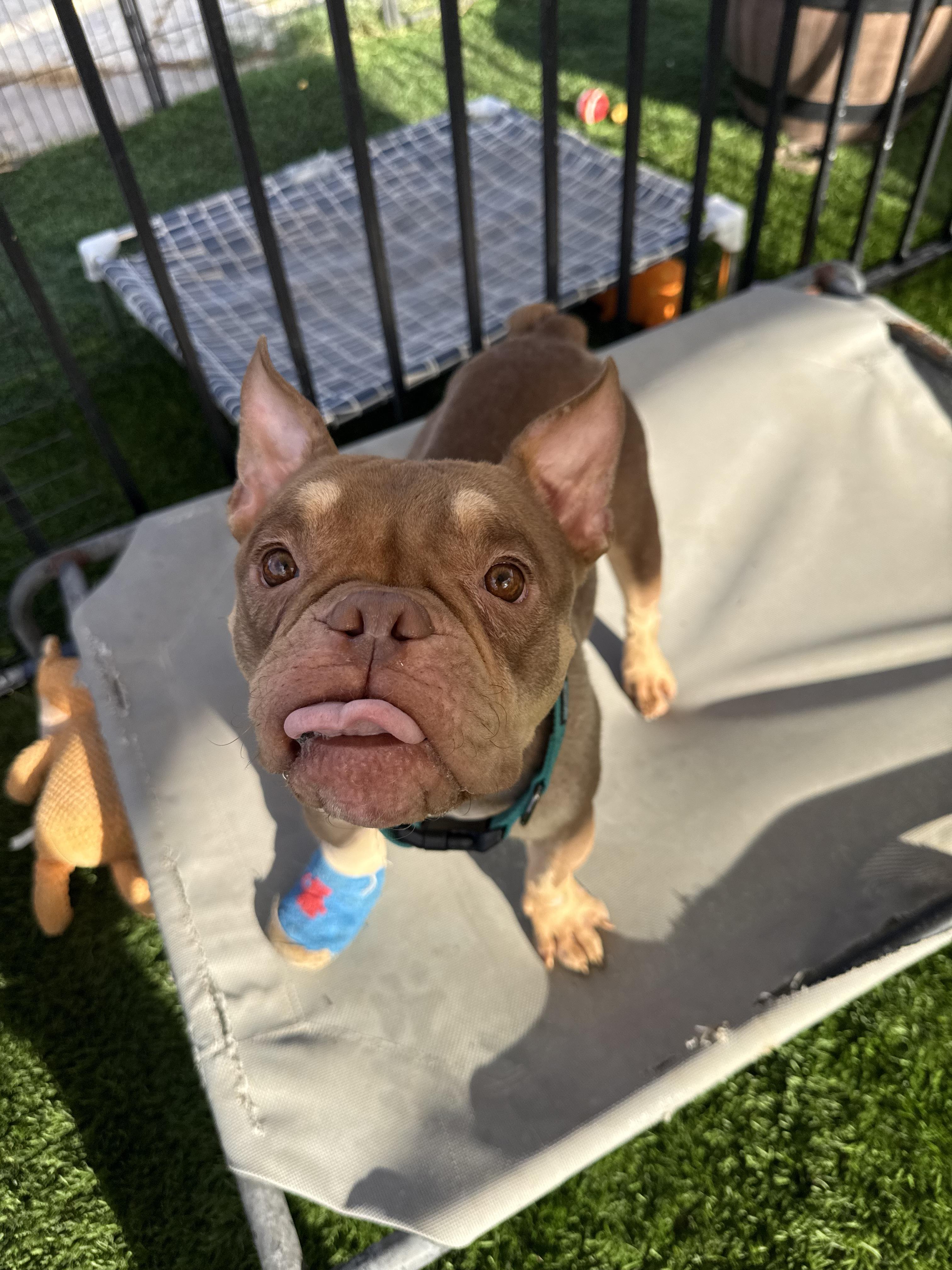 Enlarge Pippa, a Adoptable mixed breed in Mesa, AZ image 3/5