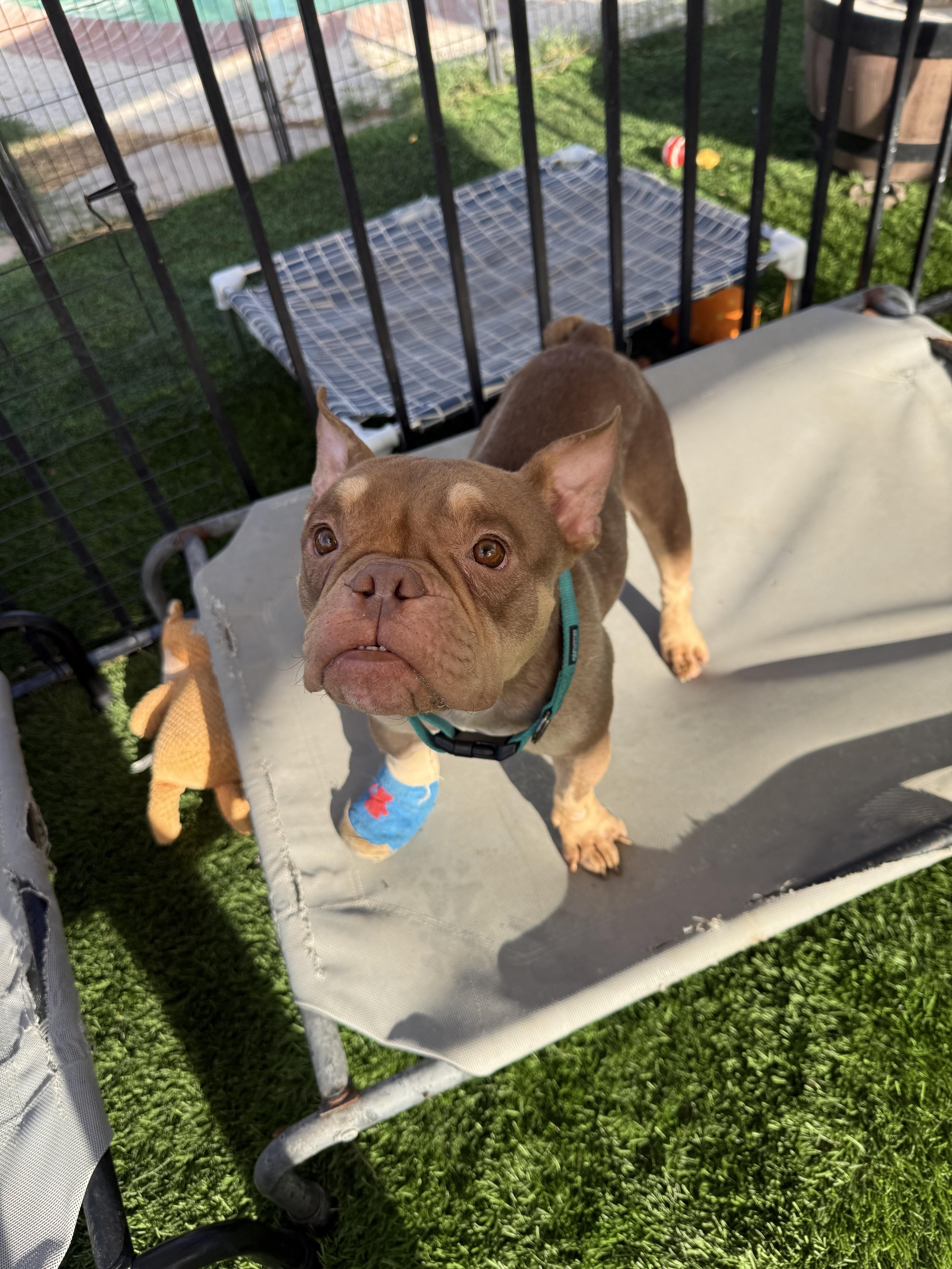 Enlarge Pippa, a Adoptable mixed breed in Mesa, AZ image 4/5