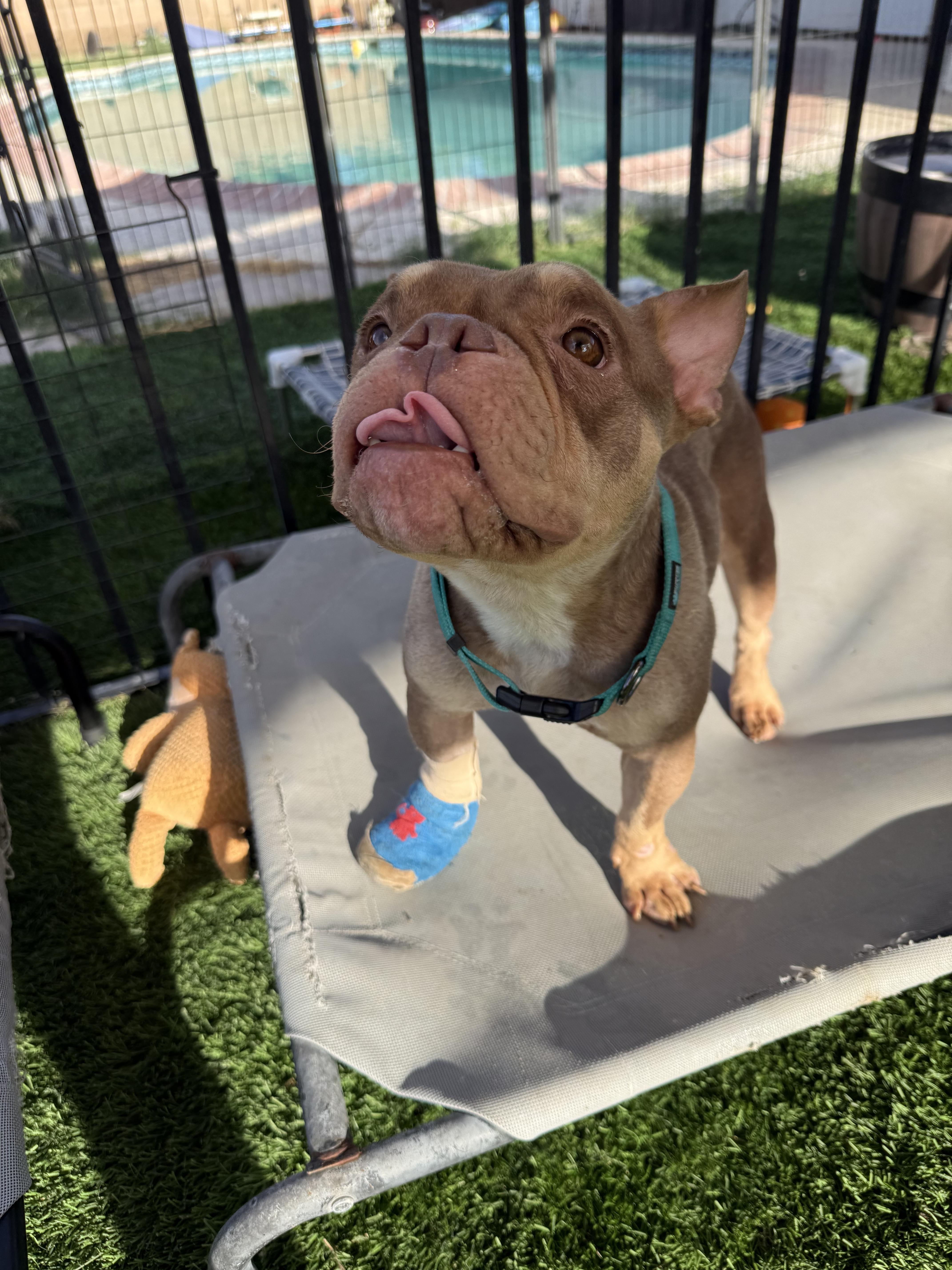 Enlarge Pippa, a Adoptable mixed breed in Mesa, AZ image 5/5