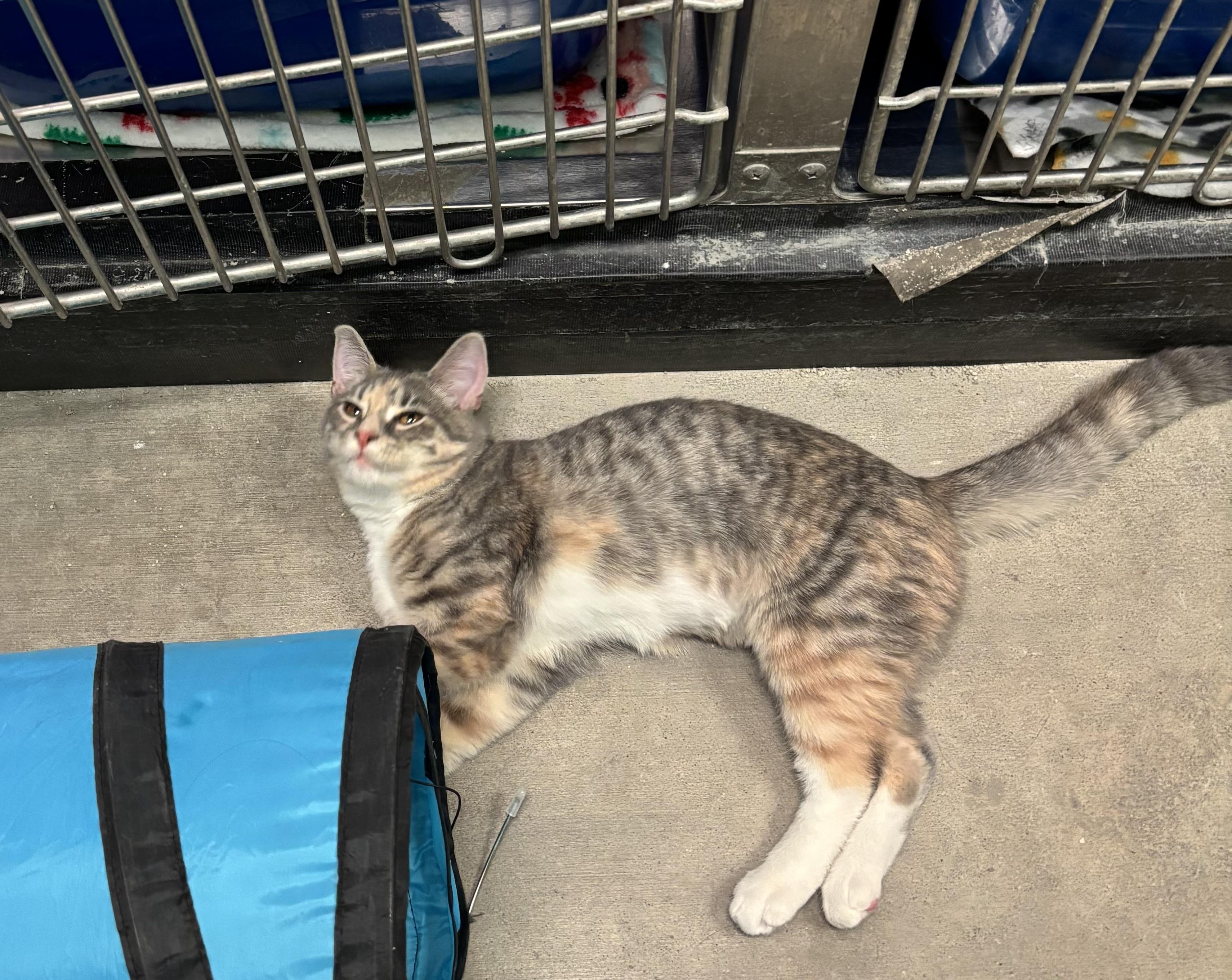 Georgette , ADOPTABLE, Kitten Female Domestic Short Hair.