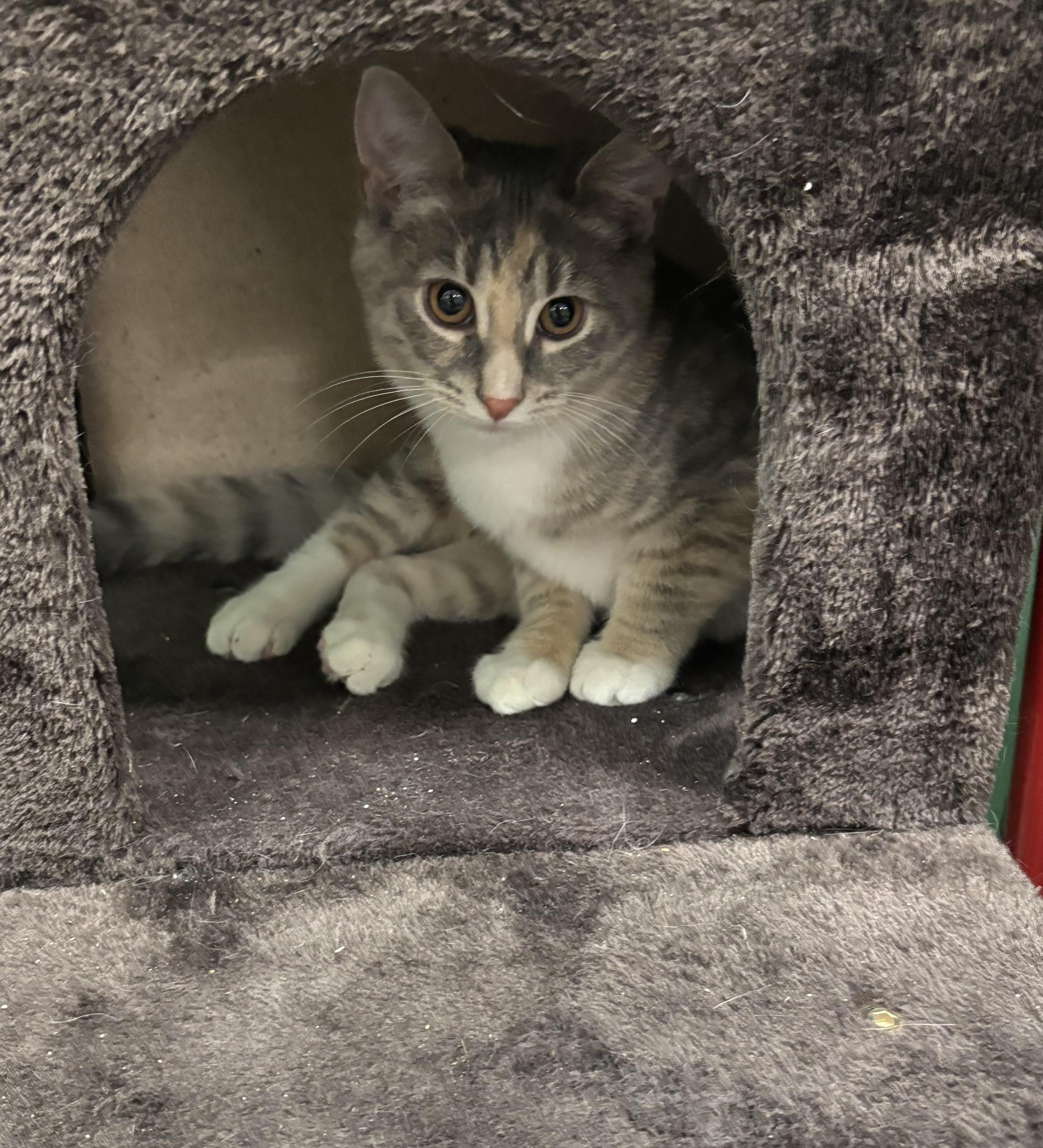 Enlarge Georgette , a ADOPTABLE Domestic Short Hair in Bensalem, PA image 2/4