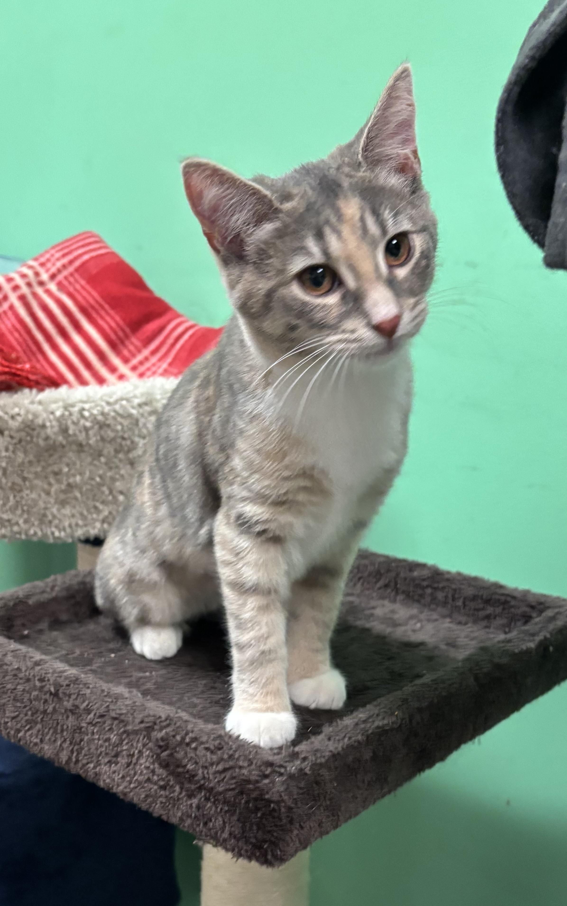 Enlarge Georgette , a ADOPTABLE Domestic Short Hair in Bensalem, PA image 3/4