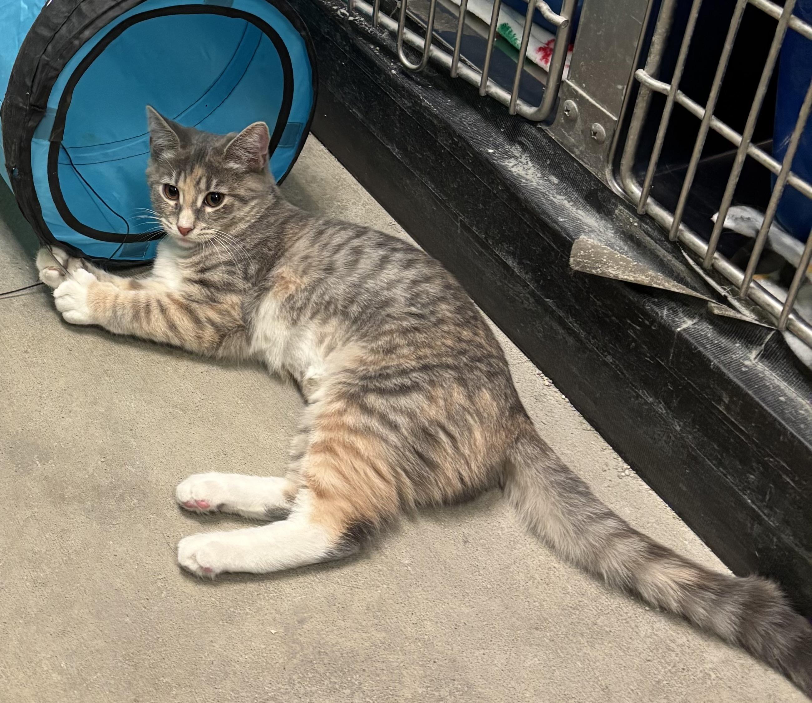 Enlarge Georgette , a ADOPTABLE Domestic Short Hair in Bensalem, PA image 4/4