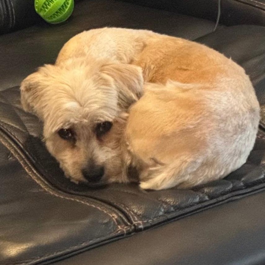 Enlarge MARLEY, a Adopted mixed breed in Staten Island, NY image 5/5