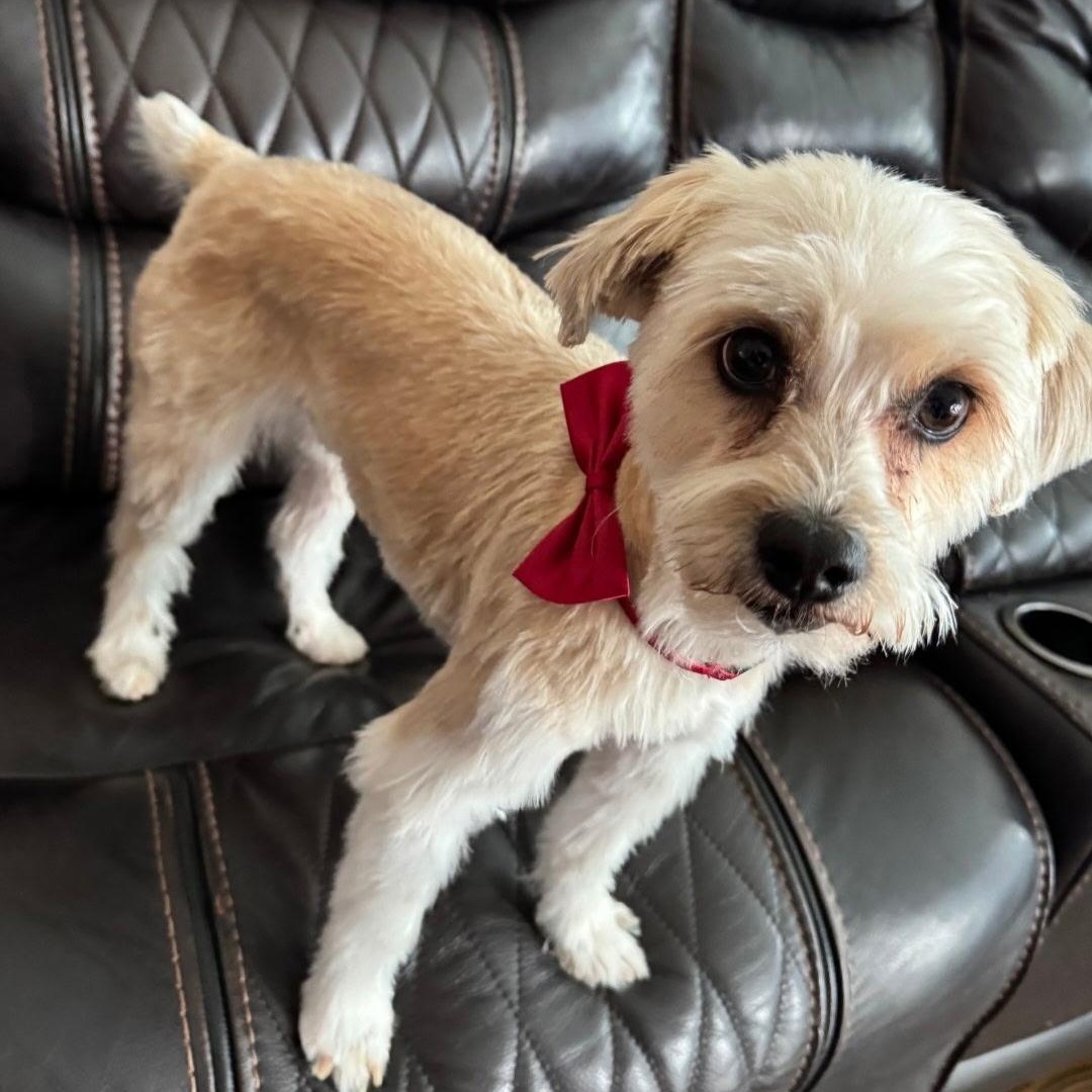 Enlarge MARLEY, a Adopted mixed breed in Staten Island, NY image 3/5