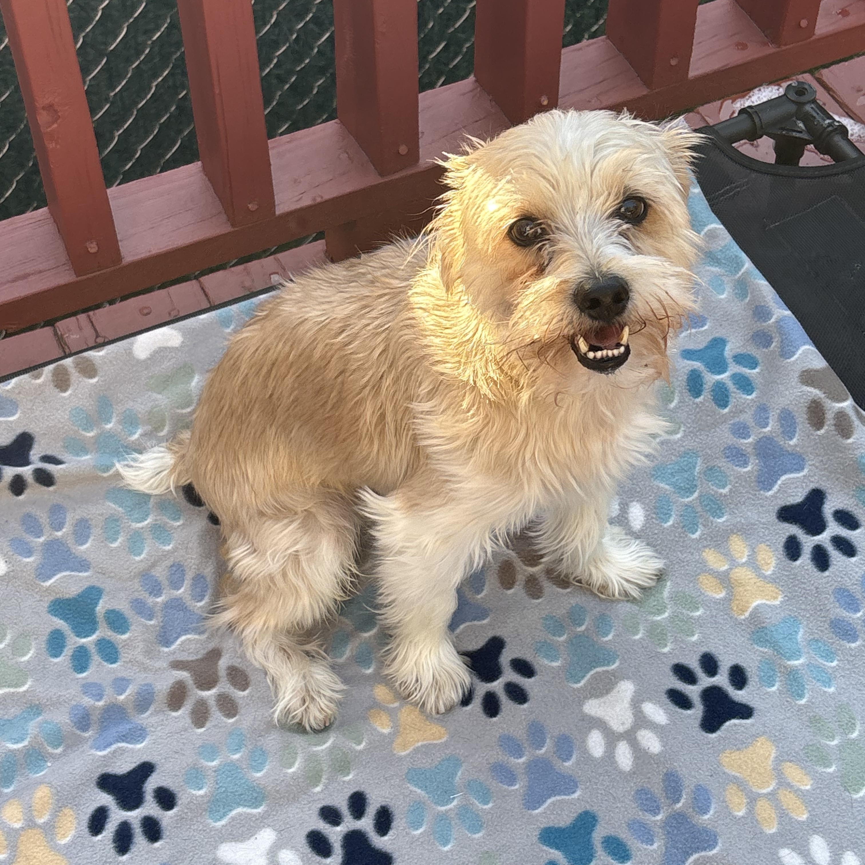 Enlarge MARLEY, a Adopted mixed breed in Staten Island, NY image 2/5
