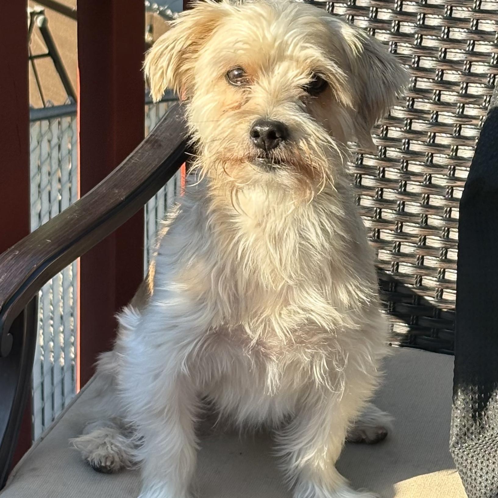 Enlarge MARLEY, a Adopted mixed breed in Staten Island, NY image 1/5