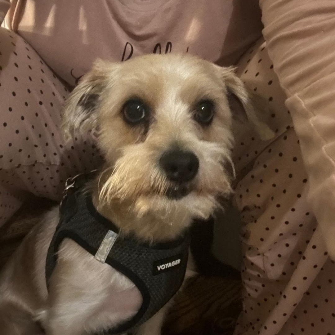 Enlarge MARLEY, a Adopted mixed breed in Staten Island, NY image 4/5