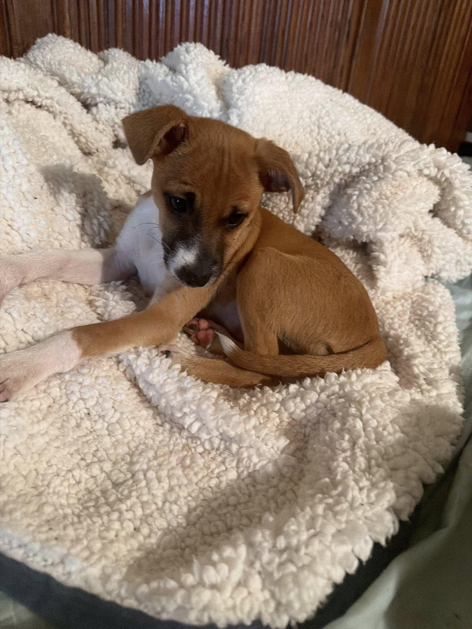 Lion King Pups  thumbnail 3