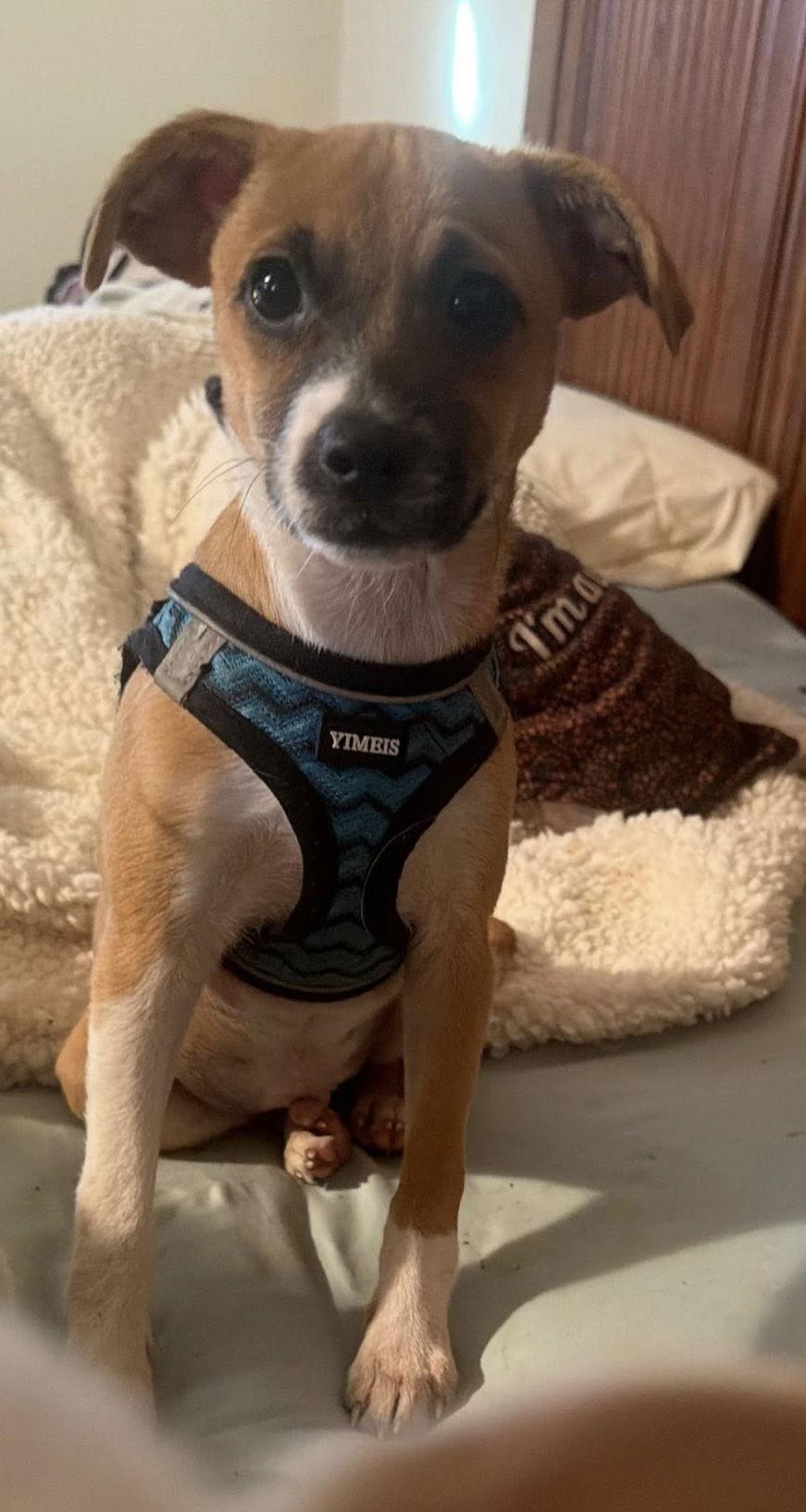 Lion King Pups  thumbnail 4