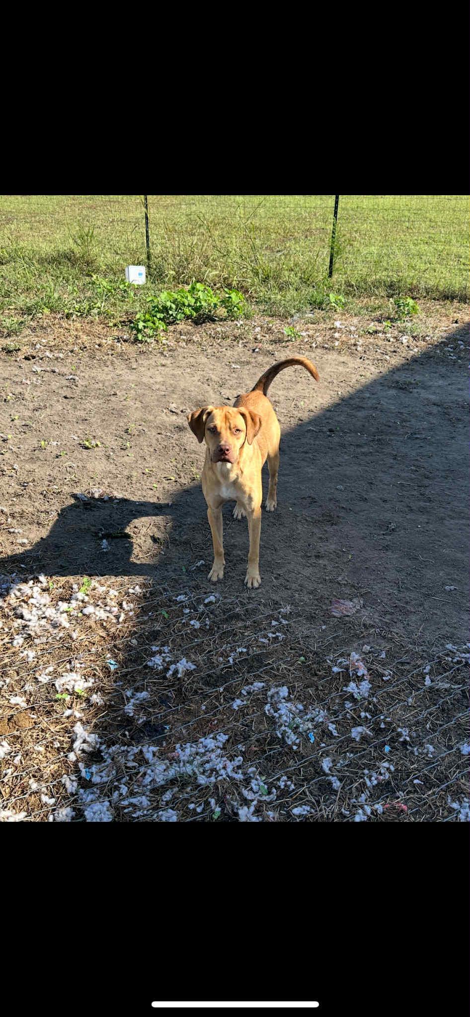 Azalea, Adoptable, Young Female Mixed Breed.