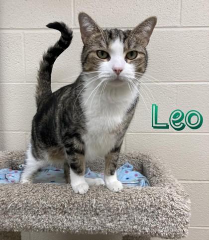 Leo