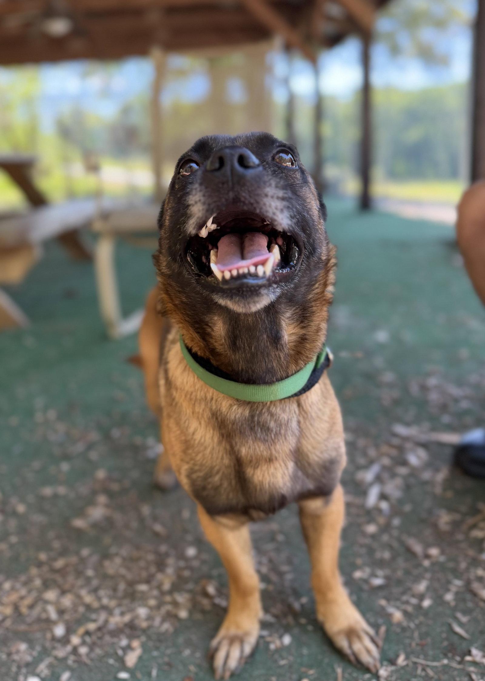 Enlarge Kyzer, a Adoptable mixed breed in Clarkesville, GA image 1/3