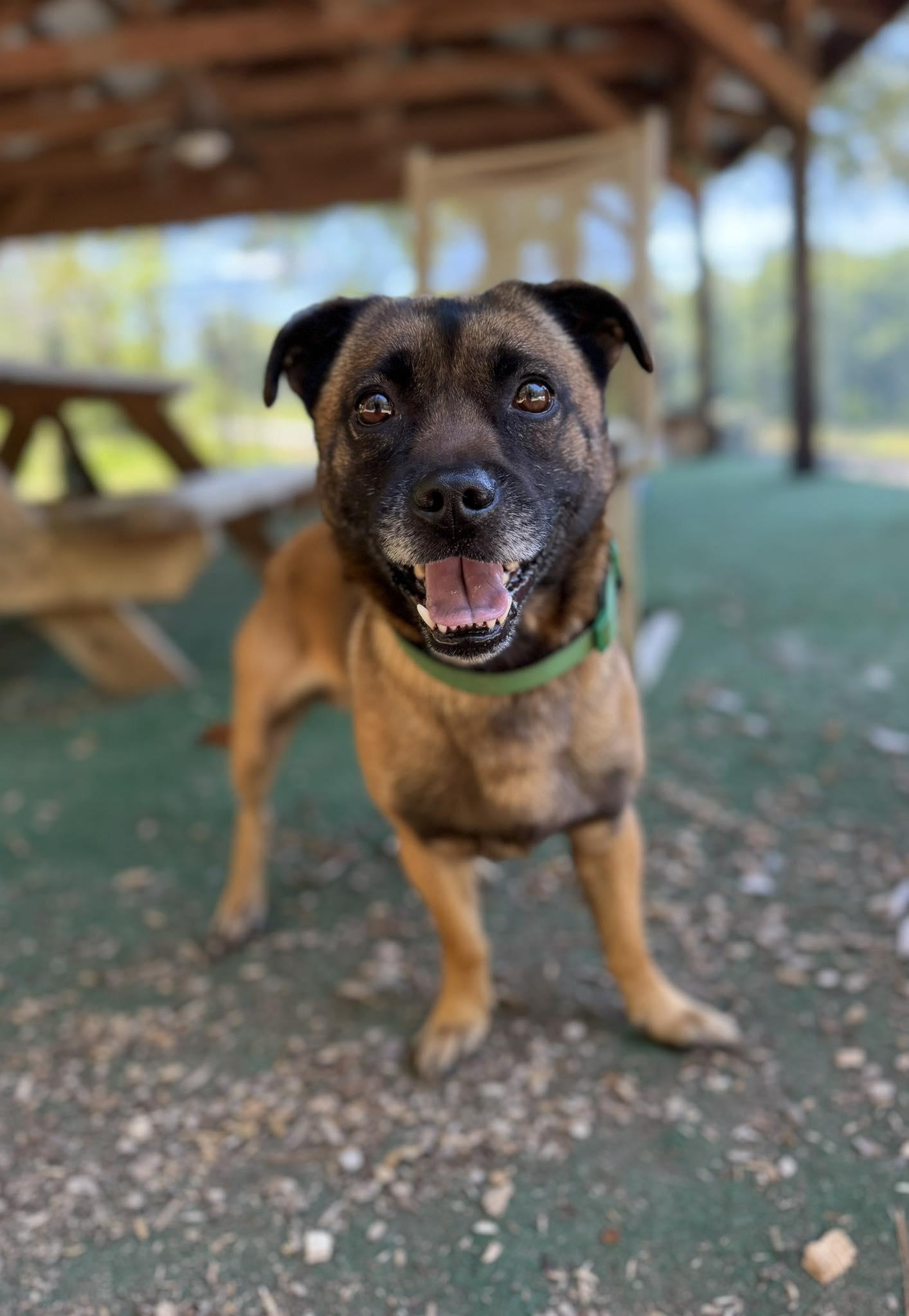 Enlarge Kyzer, a Adoptable mixed breed in Clarkesville, GA image 2/3