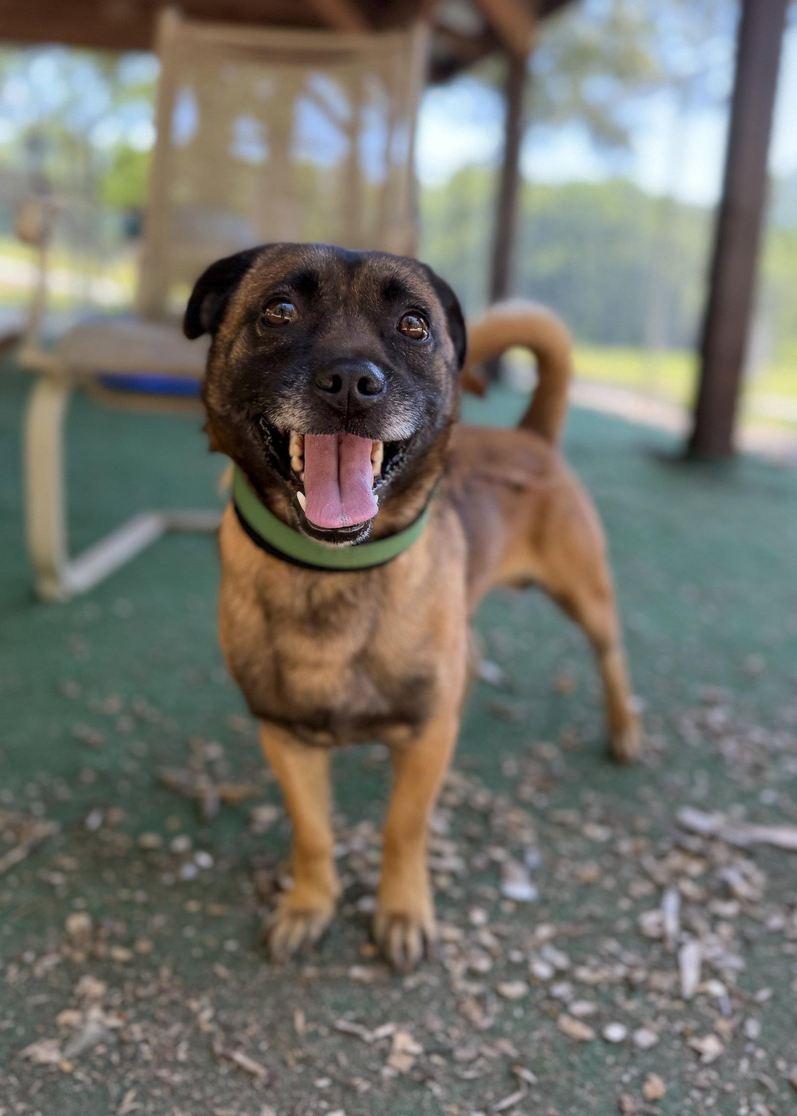 Enlarge Kyzer, a Adoptable mixed breed in Clarkesville, GA image 3/3