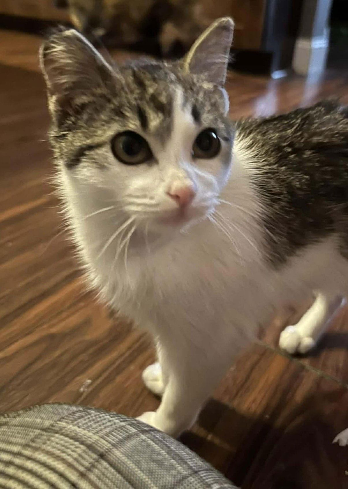 Enlarge Daisy C4778, a Adopted Domestic Short Hair in minneapolis, MN image 1/2