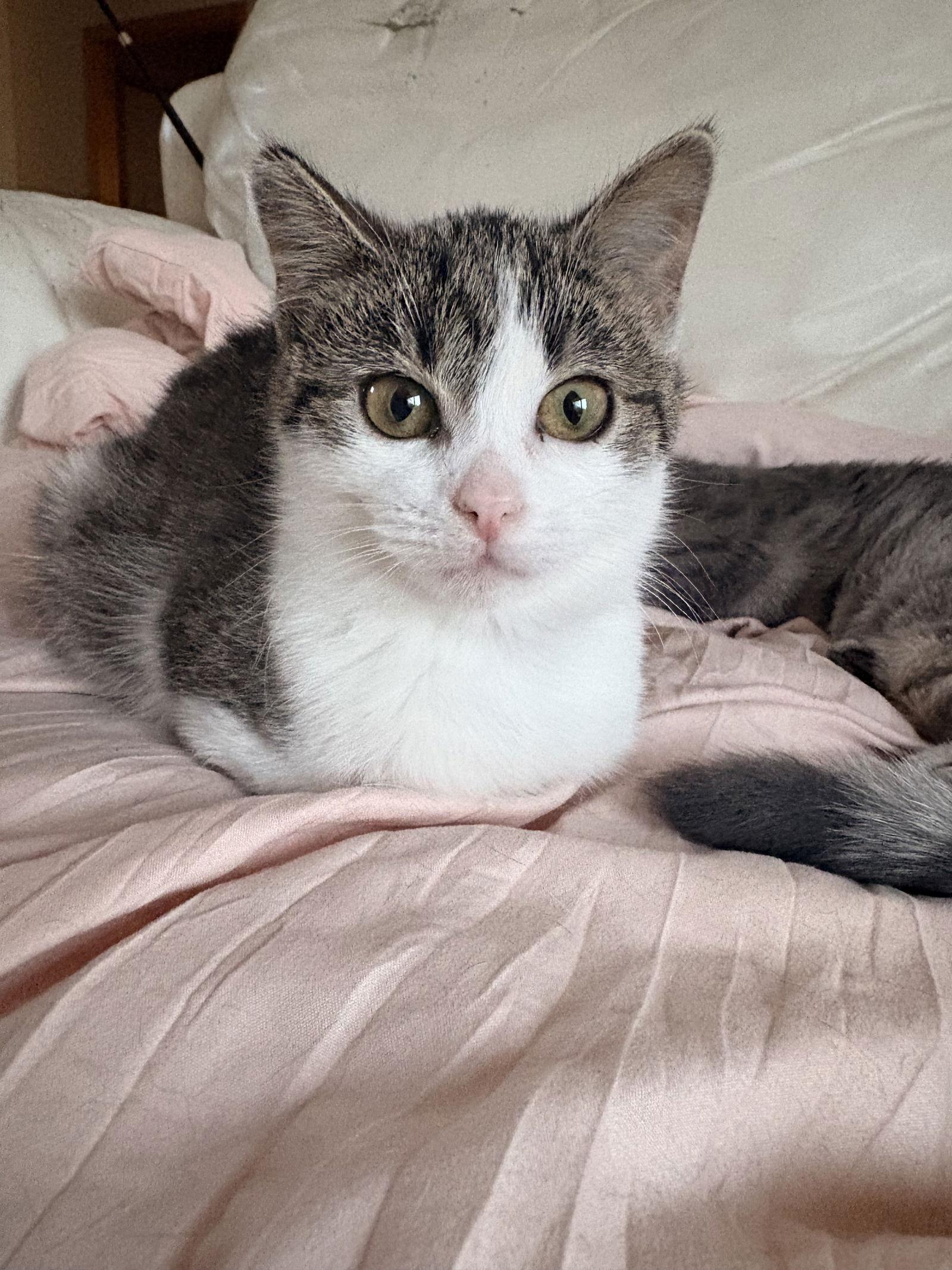 Enlarge Daisy C4778, a Adopted Domestic Short Hair in minneapolis, MN image 2/2