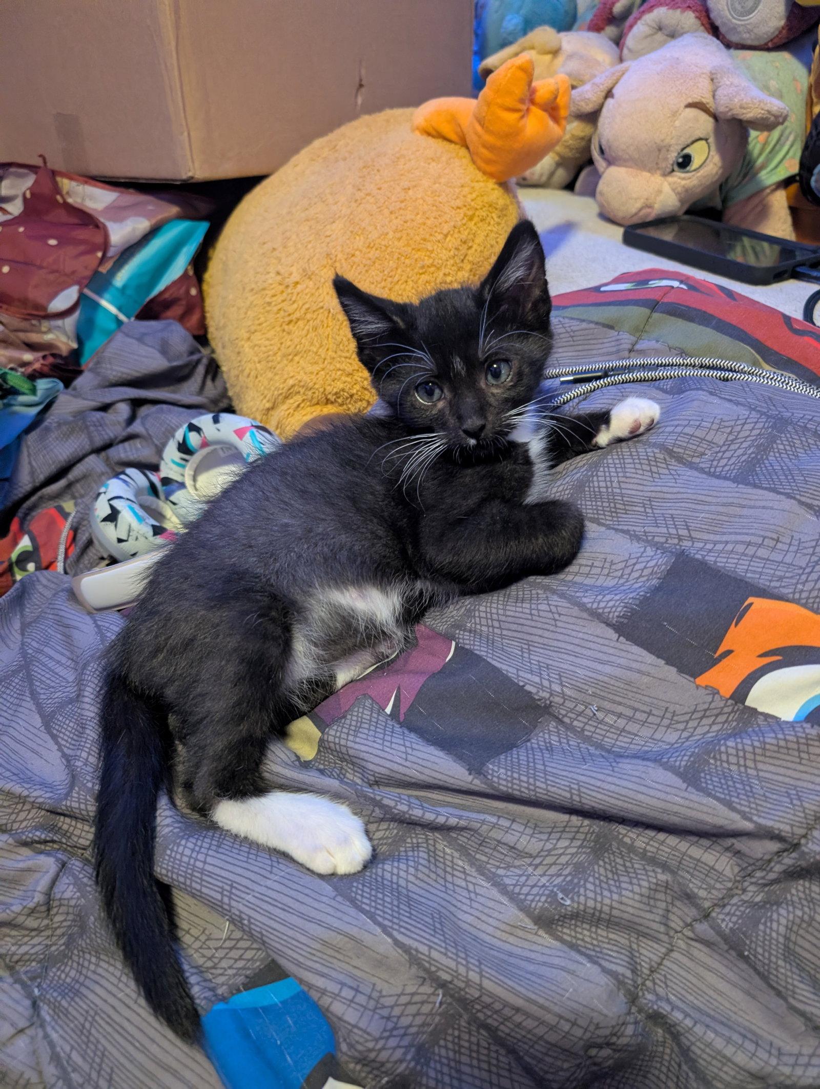 Timmy, Adoptable, Kitten Male Domestic Short Hair.